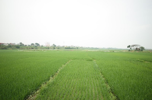 Thái Bình:  Toàn tỉnh đã gieo cấy được 75.033 ha lúa Mùa, đạt 98,73% kế hoạch
