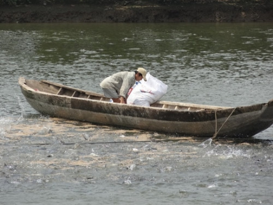 Thu hoạch thủy sản tại tỉnh An Giang tăng trong quý I/2024