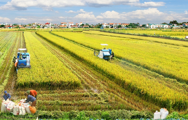Tình hình sản xuất nông nghiệp trên địa bàn thành phố Cần Thơ tháng 02/2024