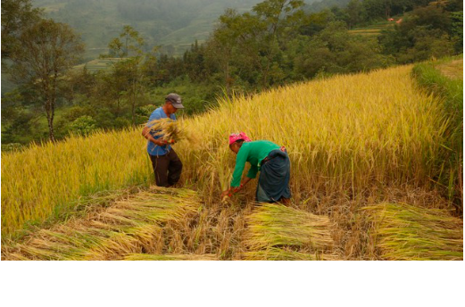 Việt Nam hướng tới phát triển nông nghiệp xanh